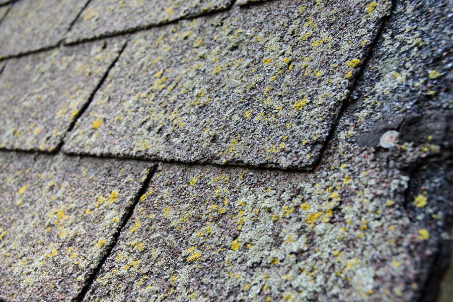 Signs You Have Roof Algae Problems That Need to Be Addressed